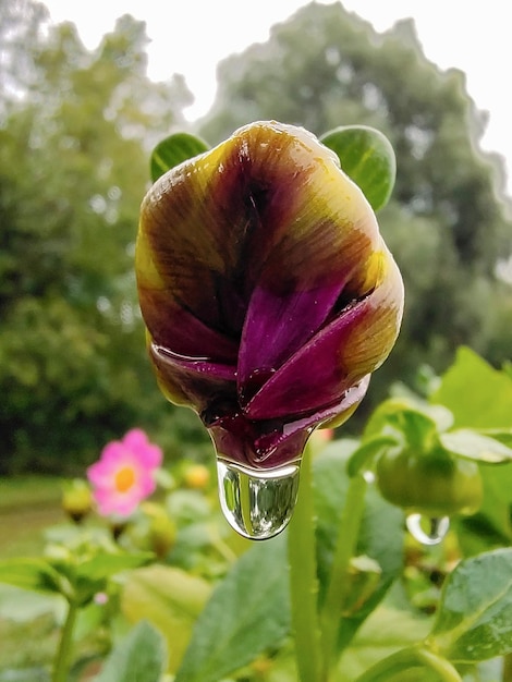 Een regendruppel hangt aan een groene knop van een dahliabloem De achtergrond is wazig