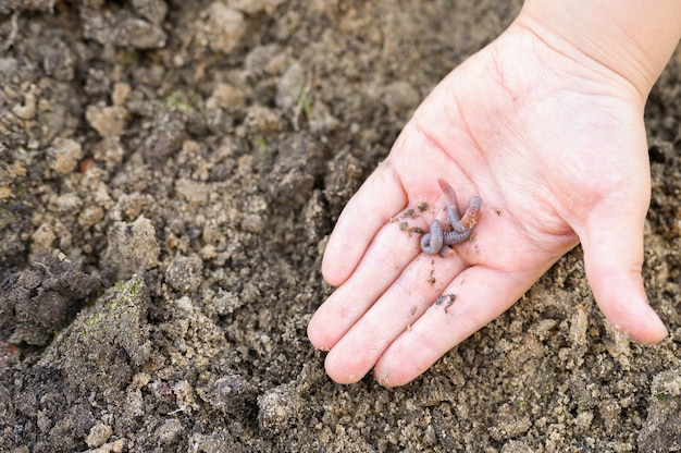 Een regenworm in de handen van een kind op de lente in de tuin