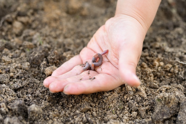 Een regenworm in de handen van een kind op de lente in de tuin