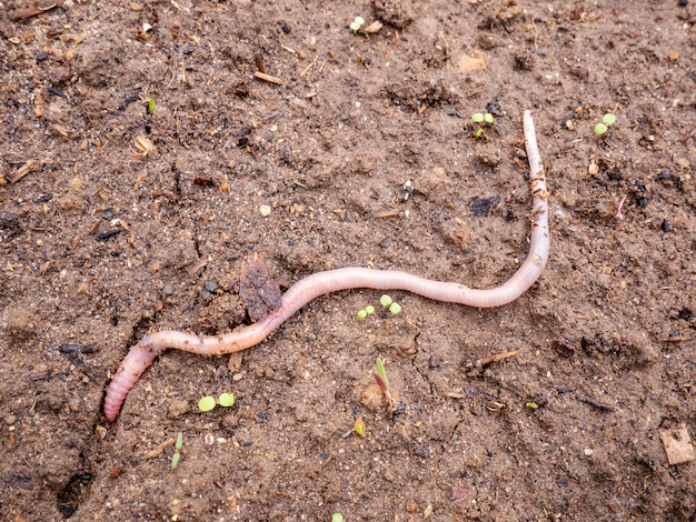 Een regenworm op de grond wormen recyclen plantaardig afval tot een rijke bodemverbeteraar Worm om te vissen