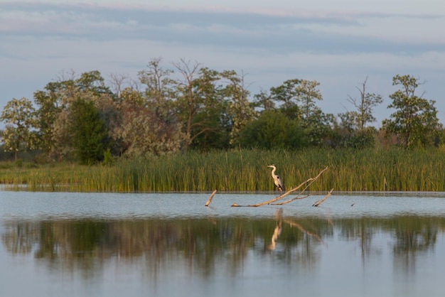 Een reiger staat op een droge boomtak in een vijver