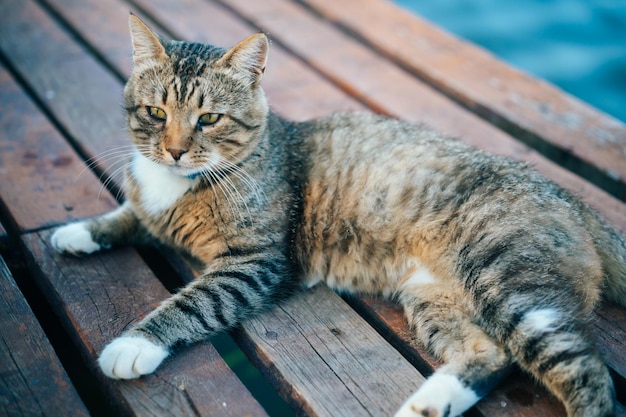 Een relaxte kat met gele ogen ligt op een houten pier op een zonsondergang grijze gestreepte kat