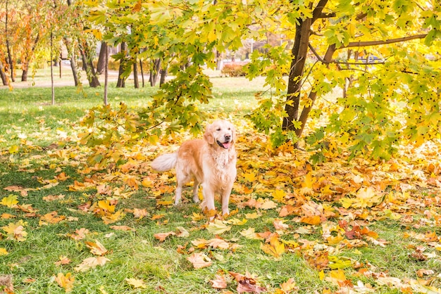 Een retrieverhond staat bij een esdoorn tussen gele herfstbladeren