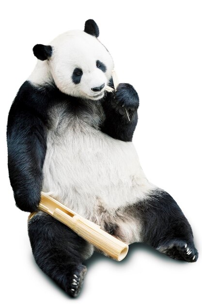 Een reusachtige panda die bamboe eet, geïsoleerd op een witte achtergrond