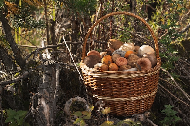 Een rieten mand vol verse herfstpaddenstoelen Natuurlijk licht