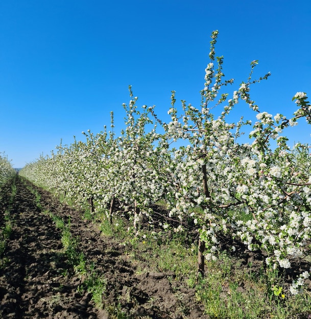 Een rij appelbomen met in het midden witte bloemen.