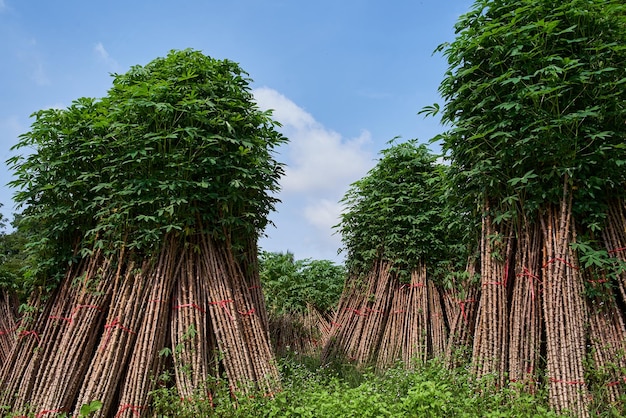Een rij bamboebomen met bovenaan het woord kosi