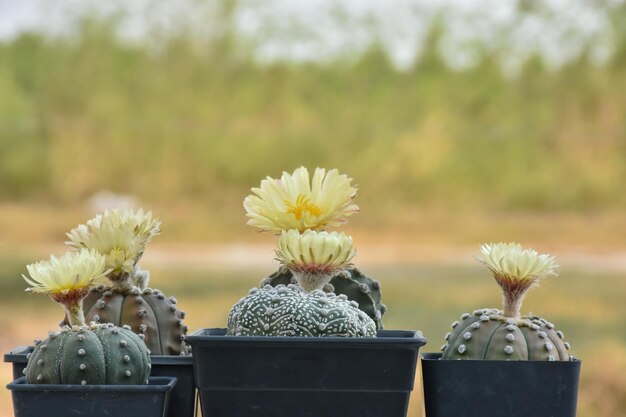 Een rij cactussen met een gele bloem