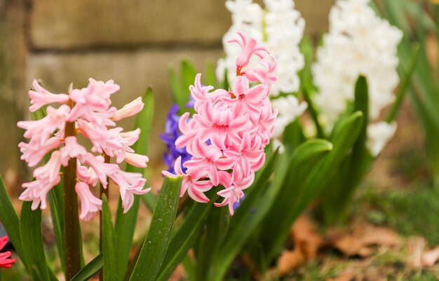 Een rij hyacintbloemen op een rij