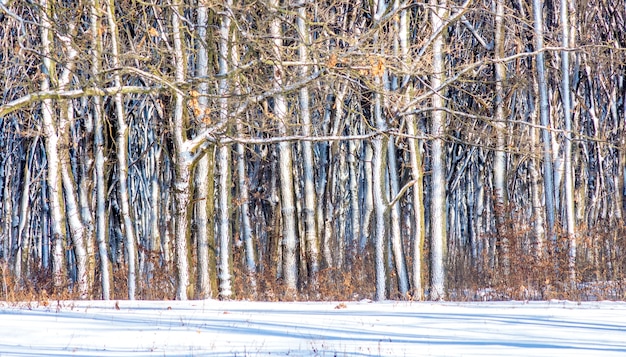 Een rij met frostcovered bomen in het bos bij zonnig weer