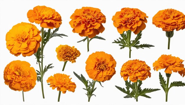 Een rij oranje bloemen op een witte achtergrond