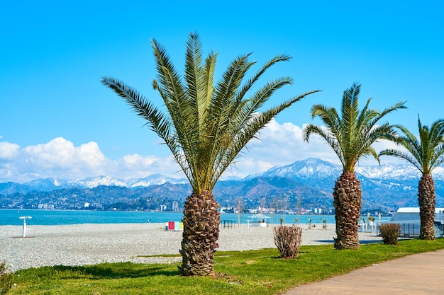 Een rij palmbomen langs de dijklijn aan de kust in Batumi.