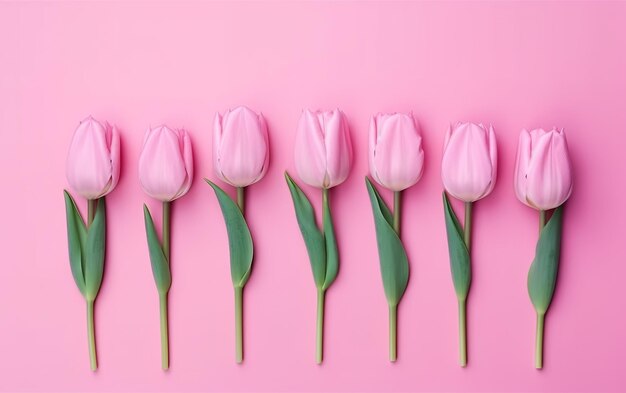 Een rij roze tulpen op een roze achtergrond