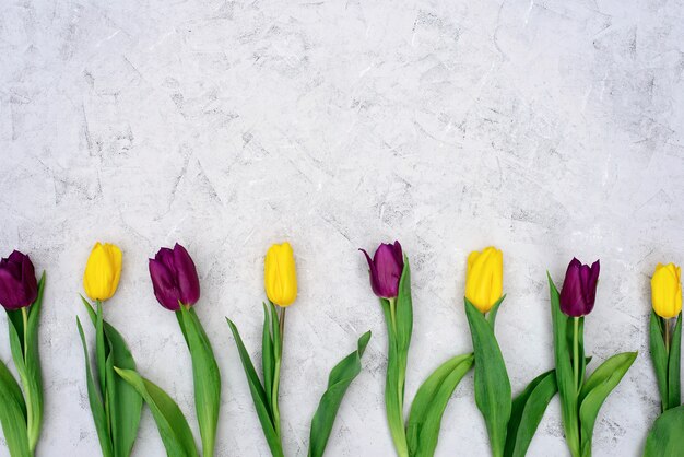 Een rij van gele en paarse lente tulp bloemen plat lag.