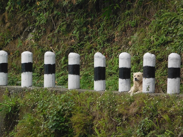 Foto een rij witte hekken op het veld.