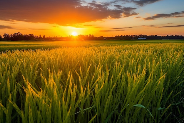 Een rijstveld bij zonsondergang met levendige kleuren