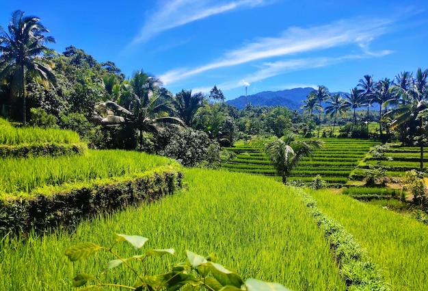 Een rijstveld in de jungle met bergen op de achtergrond