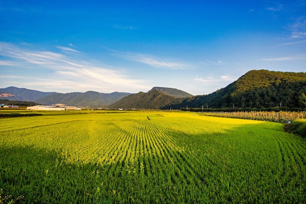 Een rijstveld met bergen op de achtergrond