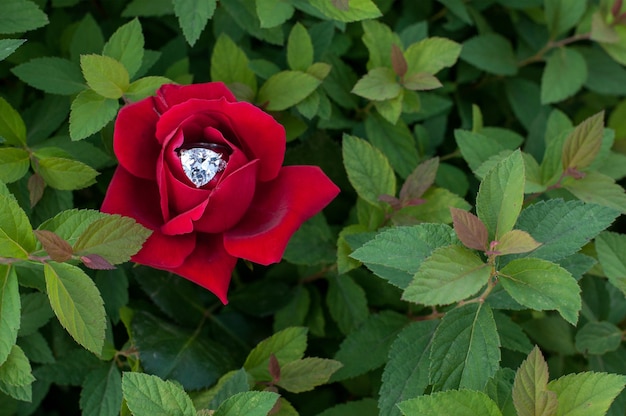 Een ring in een rozenknop op een achtergrond van bladeren