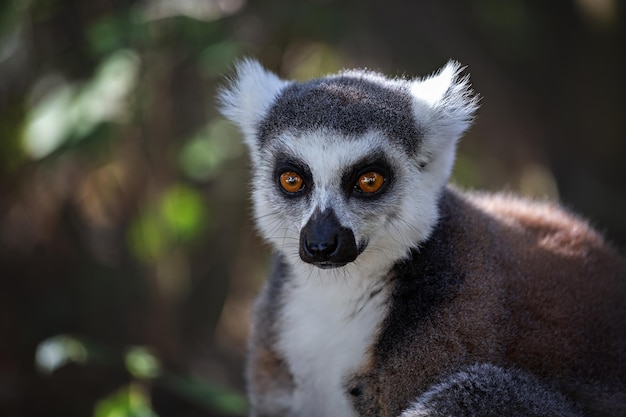 Een ringstaartmaki in Anja Nature Reserve Madagascar Portrait