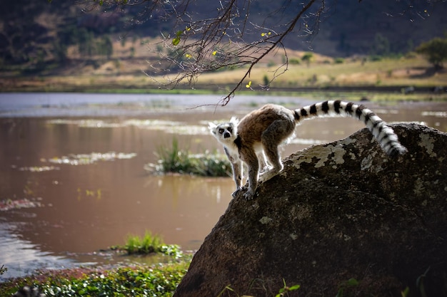 Een ringstaartmaki staat op een kleine heuvel in Anja Nature Reserve Madagascar