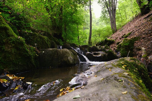 Foto een rivier die door het bos stroomt.