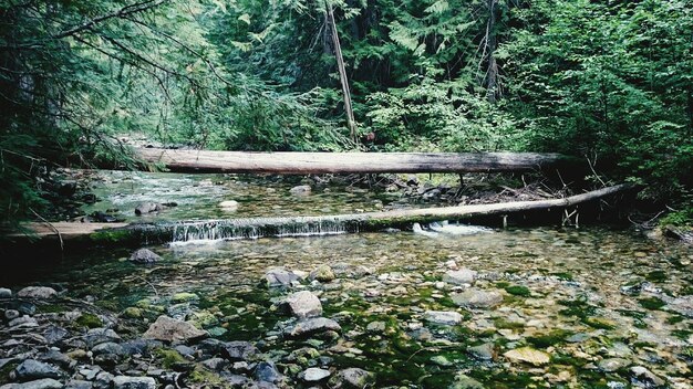 Een rivier die in het bos stroomt.