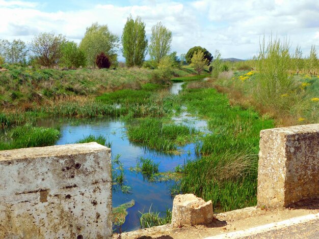 Een rivier met gras en bomen op de achtergrond