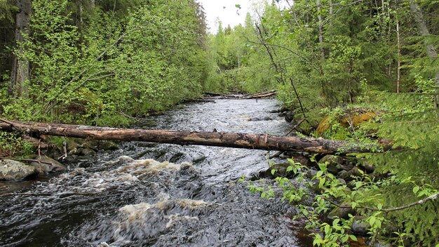 Een rivier met stroomversnellingen die in de nasleep van een wild bos in de Republiek Karelië in Rusland stroomt.