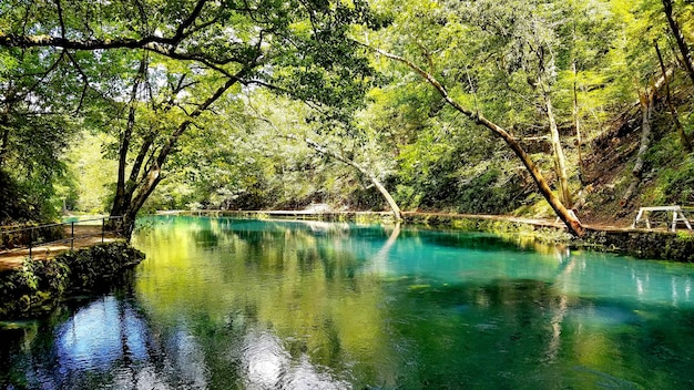 Een rivier tussen de bomen in het bos.