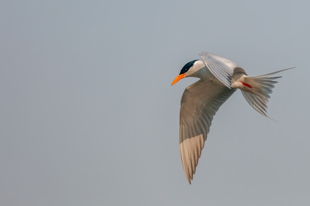 Een rivierstern die tijdens vlucht naar beneden let