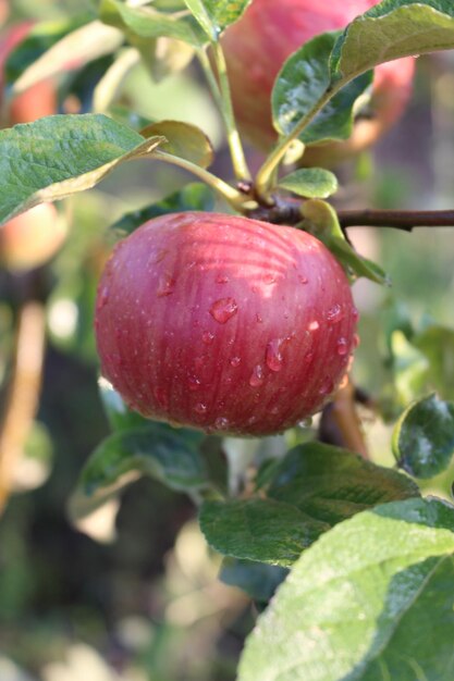 Een rode appel aan een boom