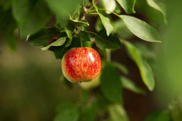 Een rode appel hangt aan een boom met bladeren Landbouw agronomie-industrie