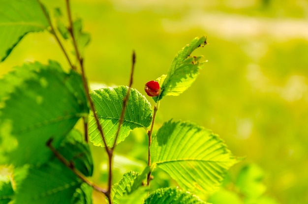 Een rode bes tussen groene bladeren.