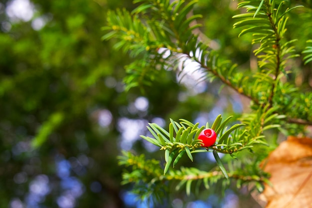 Een rode bes van taxus Taxus baccata op de groene boomtak op een zonnige herfstdag