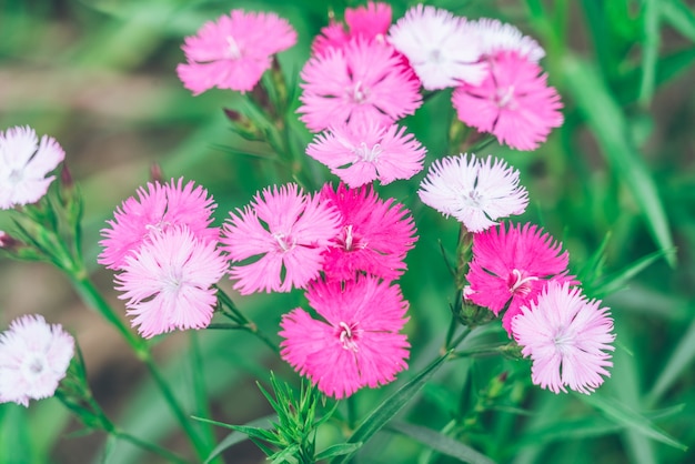 Een rode bloem; een bloeiende lente