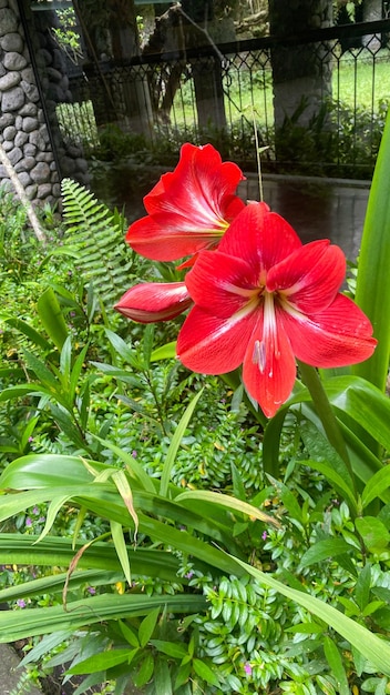 Een rode bloem in een tuin met groene planten en een groene achtergrond.