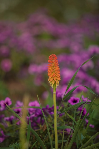 Een rode bloem in een veld met paarse bloemen