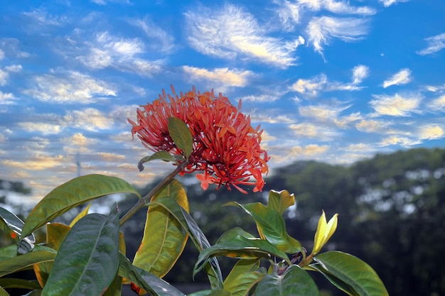 Een rode bloem met de woordwolk op de achtergrond