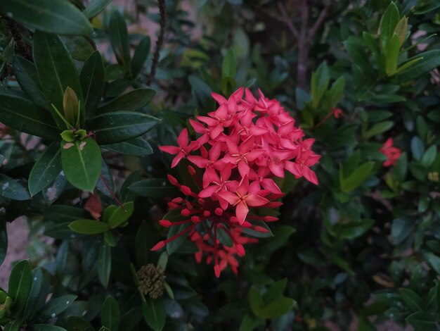 Een rode bloem met een groene achtergrond en het woord liefde erop