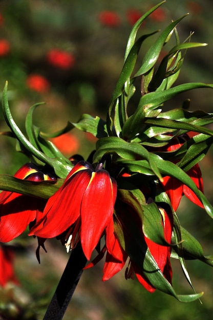 Een rode bloem met groene bladeren en een rode bloem