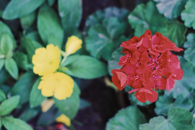 Een rode bloem staat op de voorgrond en een rode bloem op de achtergrond.