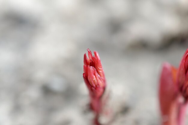 Een rode bloemspruit groeit in het zand.