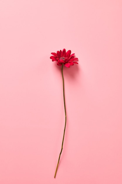 Een rode chrysant bloem op roze achtergrond.