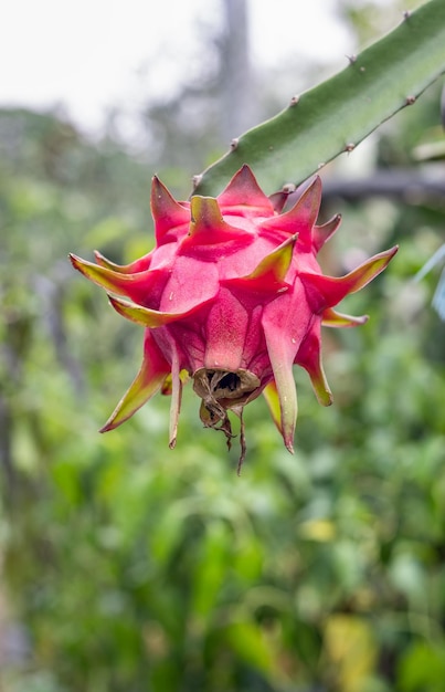 Een rode drakenvrucht of pitaya van dichtbij op een tak laten groeien