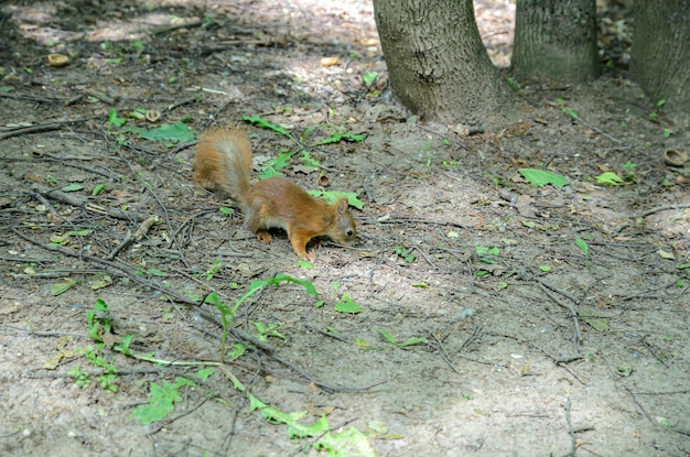 een rode eekhoorn bij een boom in het bos