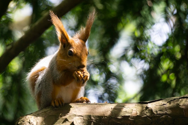 Foto een rode eekhoorn die een noot eet
