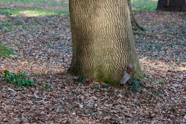 Een rode eekhoorn loopt langs de stam van een boom op de achtergrond bomen en herfstbladeren soft focus