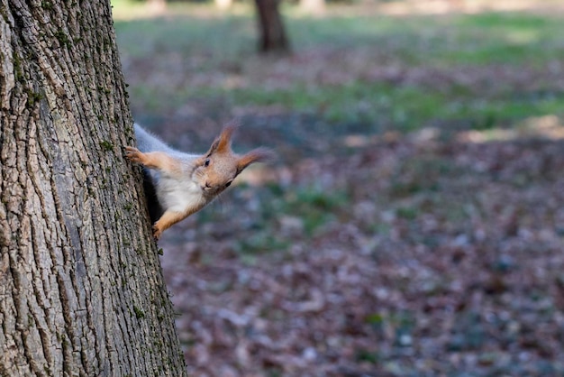 Een rode eekhoorn loopt langs de stam van een boom. Op de achtergrond - bomen en herfstbladeren. Zachte focus