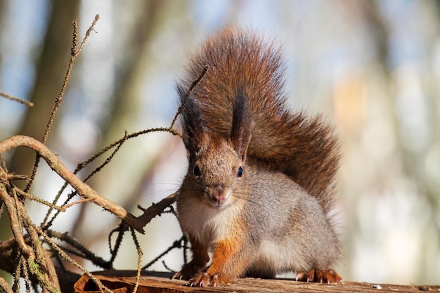 Een rode eekhoorn met een pluizige staart kijkt naar de camera poseren